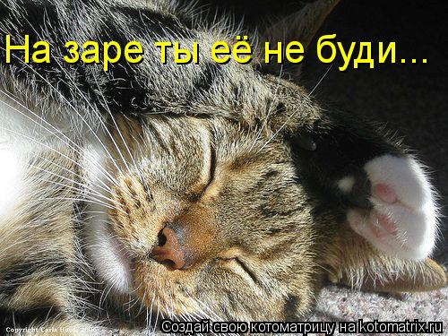 На заре ты её не буди...... Котоматрица: На заре ты её не буди...