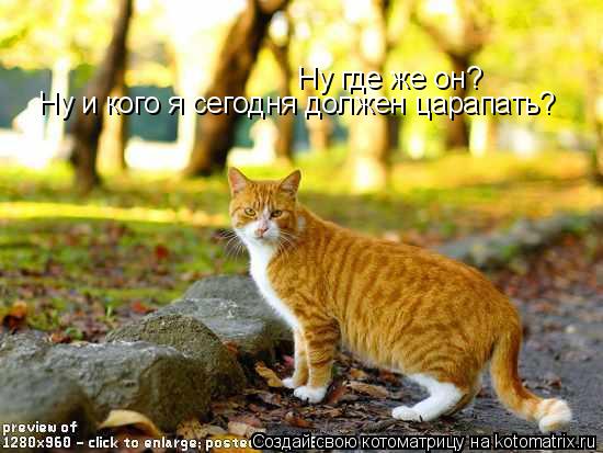 Котоматрица: Ну где же он? Ну и кого я сегодня должен царапать?