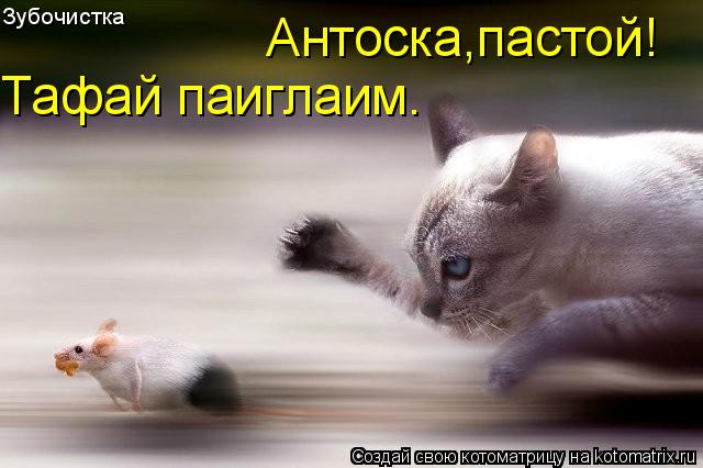 Зубочистка Антоска,пастой! Тафай паиглаим.... Котоматрица: Зубочистка Антоска,пастой! Тафай паиглаим.