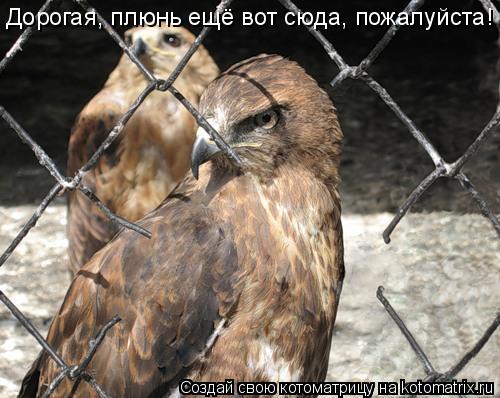 Котоматрица: Дорогая, плюнь ещё вот сюда, пожалуйста!