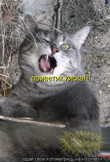 Котоматрица: приветик,киска!!!