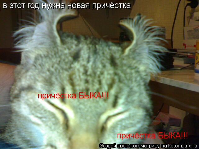 в этот год нужна новая причёстка причёстка БЫКА!!! причёстка БЫКА!!!... Котоматрица: в этот год нужна новая причёстка причёстка БЫКА!!! причёстка БЫКА!!!
