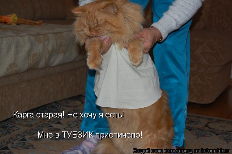 Карга старая! Не хочу я есть! Мне в ТУБЗИК приспичело!... Котоматрица: Карга старая! Не хочу я есть! Мне в ТУБЗИК приспичело!