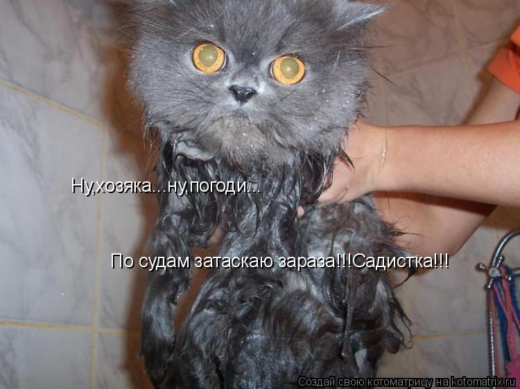 Ну,хозяка...ну,погоди... По судам затаскаю зараза!!!Садистка!!!... Котоматрица: Ну,хозяка...ну,погоди... По судам затаскаю зараза!!!Садистка!!!