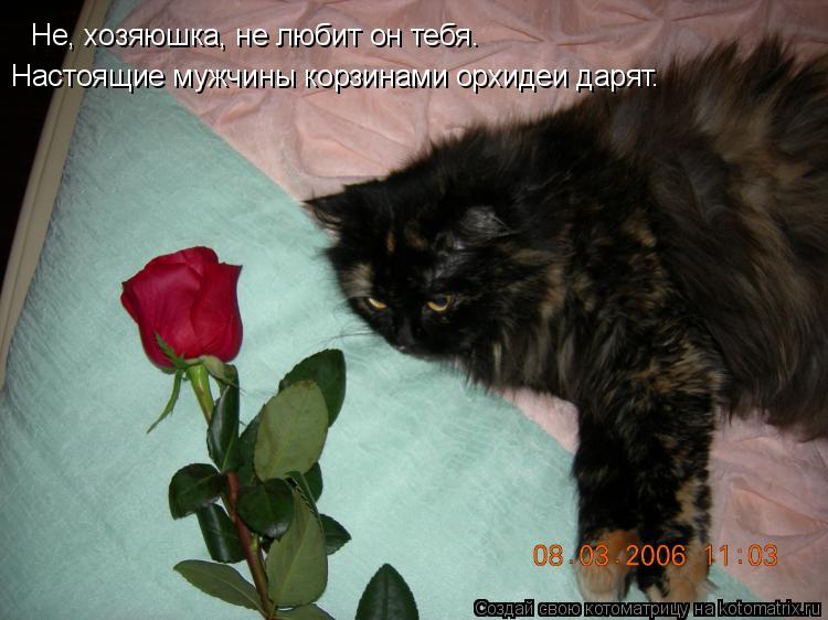 Не, хозяюшка, не любит он тебя. Настоящие мужчины корзинами орхидеи дарят.... Котоматрица: Не, хозяюшка, не любит он тебя. Настоящие мужчины корзинами орхидеи дарят.
