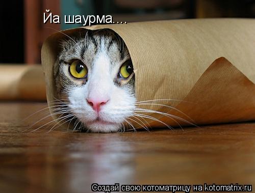 Котоматрица: Йа шаурма....