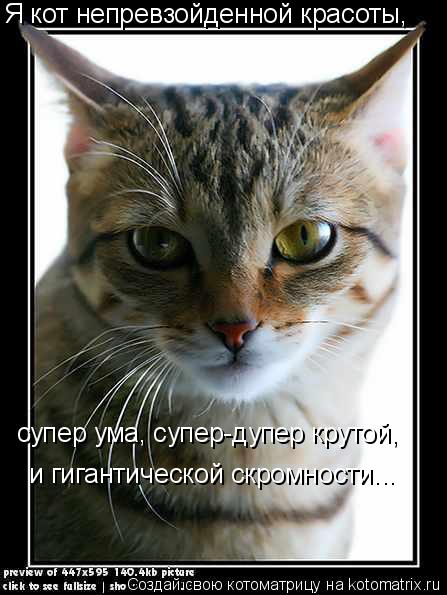 Котоматрица: Я кот непревзойденной красоты, супер ума, супер-дупер крутой, и гигантической скромности...