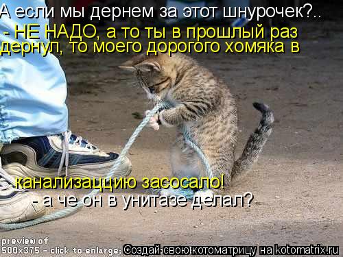 А если мы дернем за этот шнурочек?.. - НЕ НАДО, а то ты в прошлый раз дернул, то моего дорогого хомя... Котоматрица: А если мы дернем за этот шнурочек?.. - НЕ НАДО, а то ты в прошлый раз дернул, то моего дорогого хомяка в канализаццию засосало! - а че он в унит