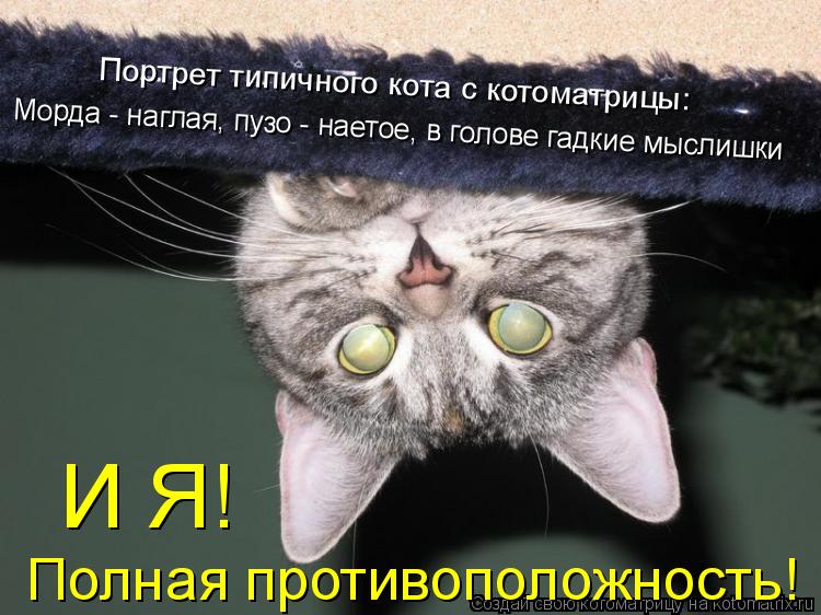 И Я! Полная противоположность! Морда - наглая, пузо - наетое, в голове гадкие мыслишки Портрет типичн... Котоматрица: И Я! Полная противоположность! Морда - наглая, пузо - наетое, в голове гадкие мыслишки Портрет типичного кота с котоматрицы: