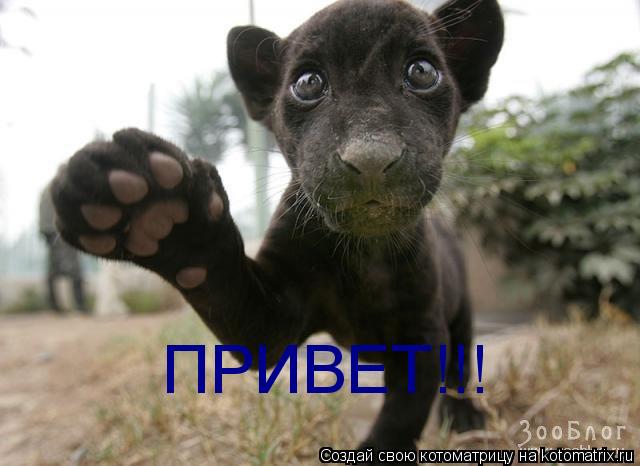 ПРИВЕТ!!!... Котоматрица: ПРИВЕТ!!!