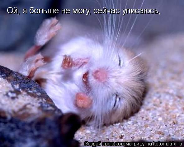 Ой, я больше не могу, сейчас уписаюсь,... Котоматрица: Ой, я больше не могу, сейчас уписаюсь,