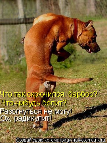 Котоматрица: Что-нибудь болит? Разогнуться не могу! Ох, радикулит! Что так скрючился, барбос?