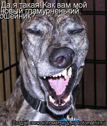 Да,я такая! Да,я такая! Как вам мой новый гламурненький ошейник?... Котоматрица: Да,я такая! Да,я такая! Как вам мой новый гламурненький ошейник?