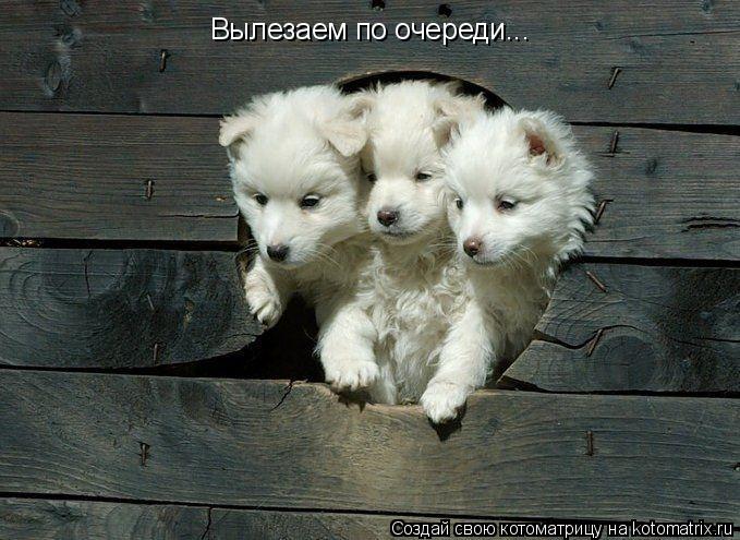 Вылезаем по очереди...... Котоматрица: Вылезаем по очереди...
