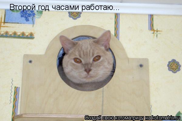 Второй год часами работаю...... Котоматрица: Второй год часами работаю...