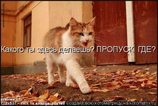 Какого ты здесь делаешь? ПРОПУСК ГДЕ?... Котоматрица: Какого ты здесь делаешь? ПРОПУСК ГДЕ?
