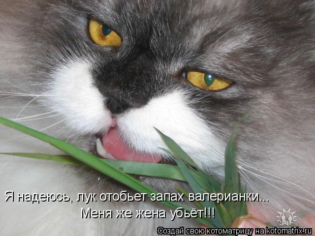 Котоматрица: Я надеюсь, лук отобьет запах валерианки... Меня же жена убьёт!!!