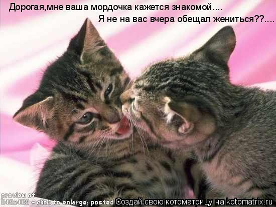 Котоматрица: Дорогая,мне ваша мордочка кажется знакомой.... Я не на вас вчера обещал жениться??....
