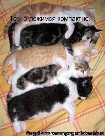 Тесно ложимся компактно....... Котоматрица: Тесно ложимся компактно....