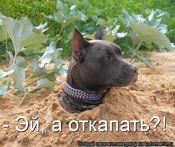 - Эй, а откапать?!... Котоматрица: - Эй, а откапать?!