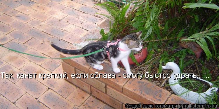 Котоматрица: Так, канат крепкий, если облава - смогу быстро удрать......