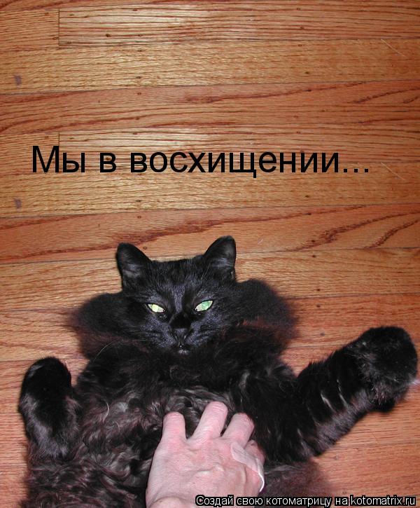 Мы в восхищении...... Котоматрица: Мы в восхищении...