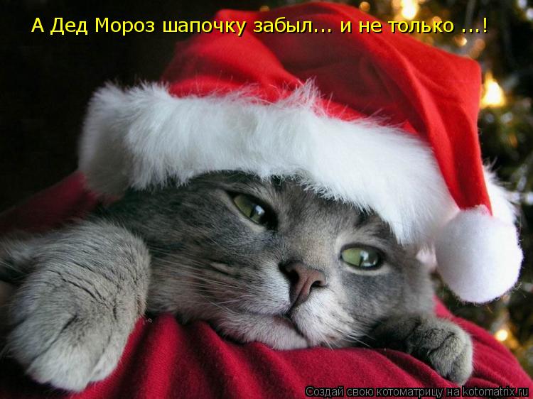 А Дед Мороз шапочку забыл... и не только ...!... Котоматрица: А Дед Мороз шапочку забыл... и не только ...!