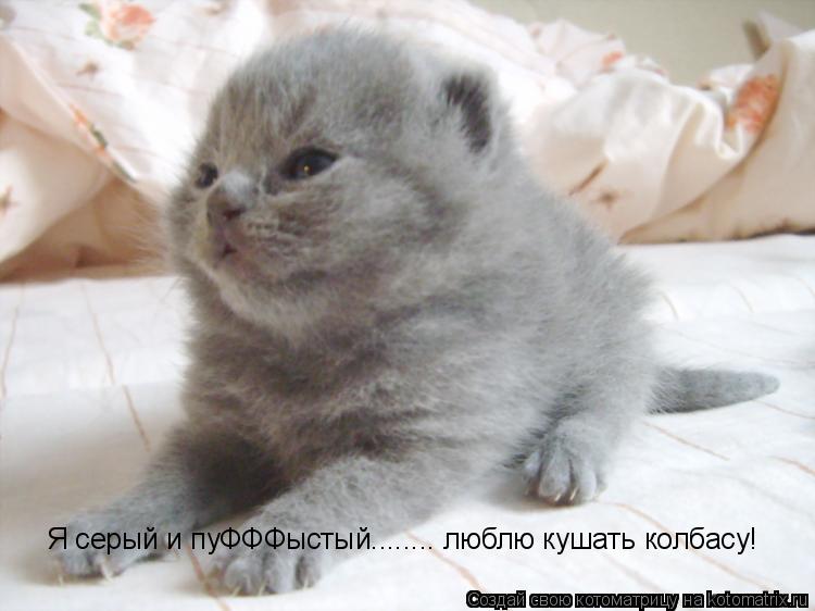 Котоматрица: Я серый и пуФФФыстый........ люблю кушать колбасу!