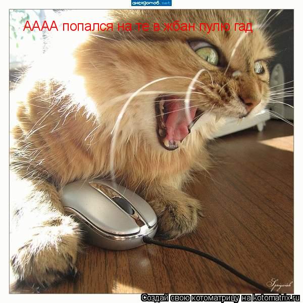 Котоматрица: АААА попался на те в жбан пулю гад