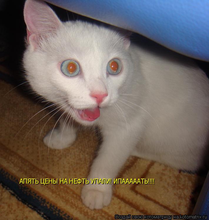 АПЯТЬ ЦЕНЫ НА НЕФТЬ УПАЛИ! ИПАААААТЬ!!!!... Котоматрица: АПЯТЬ ЦЕНЫ НА НЕФТЬ УПАЛИ! ИПАААААТЬ!!!!