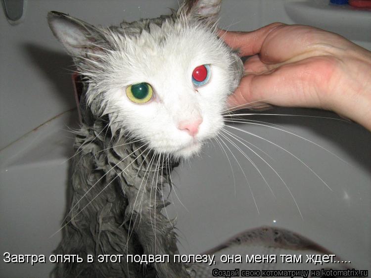 Завтра опять в этот подвал полезу, она меня там ждет........ Котоматрица: Завтра опять в этот подвал полезу, она меня там ждет.....