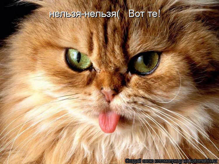нельзя-нельзя( Вот те!... Котоматрица: нельзя-нельзя( Вот те!