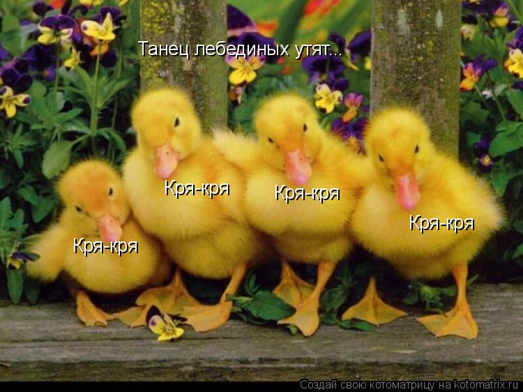 Танец лебединых утят... Кря-кря Кря-кря Кря-кря Кря-кря... Котоматрица: Танец лебединых утят... Кря-кря Кря-кря Кря-кря Кря-кря