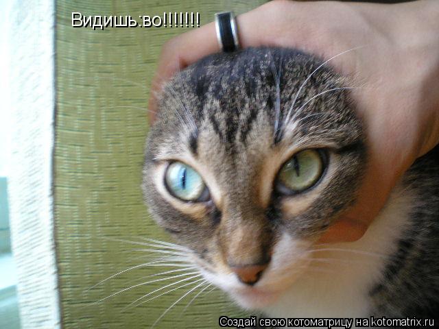 Видишь:во!!!!!!!... Котоматрица: Видишь:во!!!!!!!