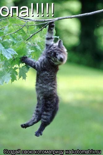 опа!!!!!... Котоматрица: опа!!!!!