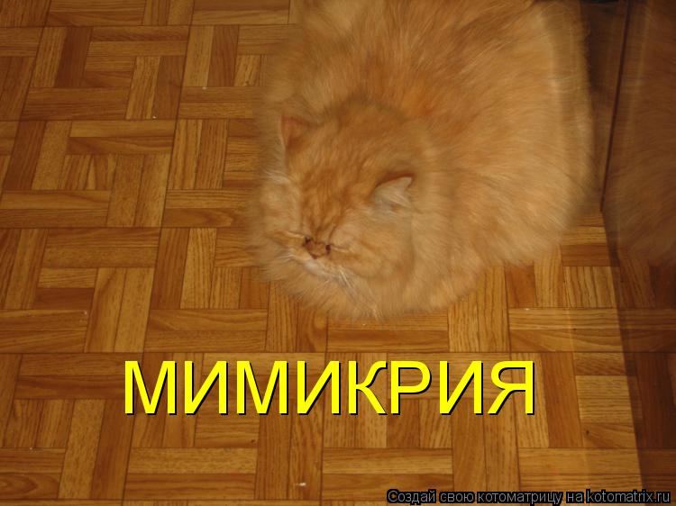 МИМИКРИЯ... Котоматрица: МИМИКРИЯ