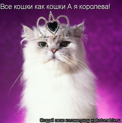 Все кошки как кошки А я королева!... Котоматрица: Все кошки как кошки А я королева!