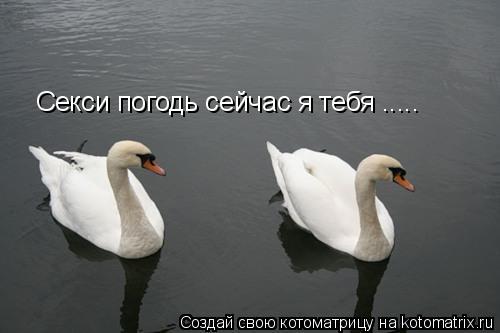 Котоматрица: Секси погодь сейчас я тебя .....