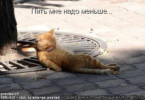 Пить мне надо меньше...... Котоматрица: Пить мне надо меньше...