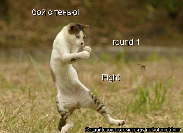 бой с тенью! round 1 Fight... Котоматрица: бой с тенью! round 1 Fight