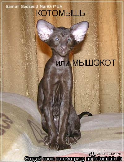 КОТОМЫШЬ или МЫШОКОТ... Котоматрица: КОТОМЫШЬ или МЫШОКОТ