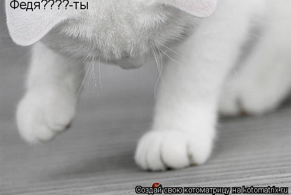 Котоматрица: Федя????-ты