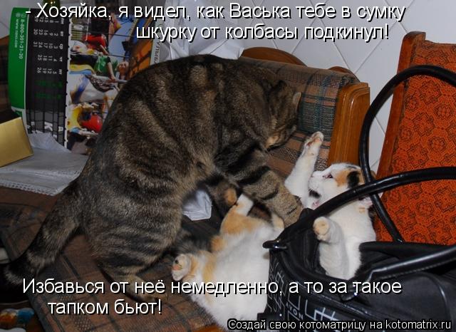 - Хозяйка, я видел, как Васька тебе в сумку шкурку от колбасы подкинул! Избавься от неё немедленно, а... Котоматрица: - Хозяйка, я видел, как Васька тебе в сумку шкурку от колбасы подкинул! Избавься от неё немедленно, а то за такое тапком бьют!