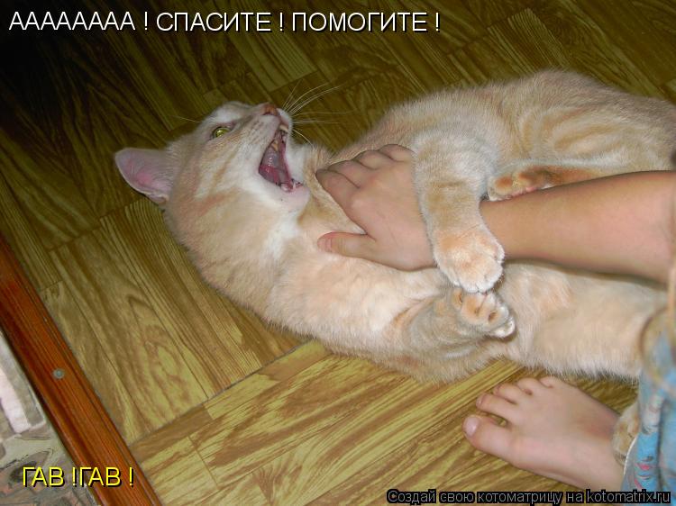 АААААААА ! СПАСИТЕ ! ПОМОГИТЕ ! ГАВ !ГАВ !... Котоматрица: АААААААА ! СПАСИТЕ ! ПОМОГИТЕ ! ГАВ !ГАВ !