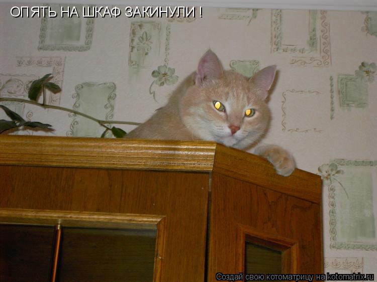ОПЯТЬ НА ШКАФ ЗАКИНУЛИ !... Котоматрица: ОПЯТЬ НА ШКАФ ЗАКИНУЛИ !