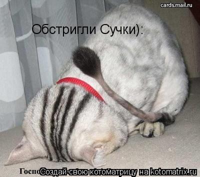 Обстригли Сучки):... Котоматрица: Обстригли Сучки):