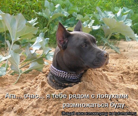 Ага... счас... я тебе рядом с лопухами размножаться буду.. .... Котоматрица: Ага... счас... я тебе рядом с лопухами размножаться буду.. .