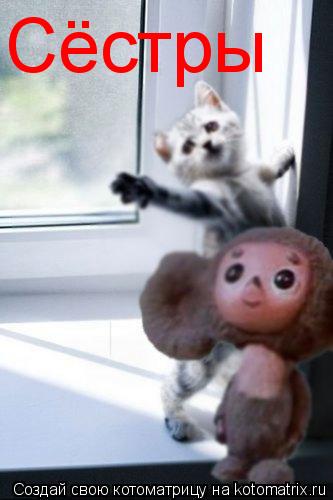 Сёстры... Котоматрица: Сёстры