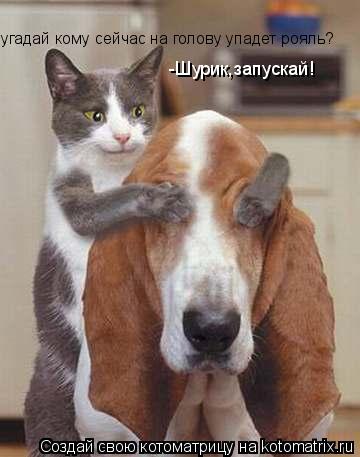 угадай кому сейчас на голову упадет рояль? -Шурик,запускай!... Котоматрица: угадай кому сейчас на голову упадет рояль? -Шурик,запускай!