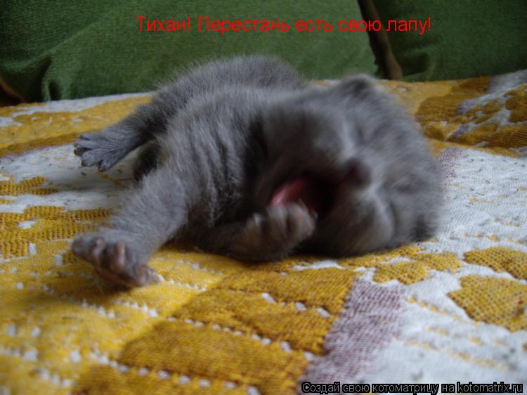 Тихан! Перестань есть свою лапу!... Котоматрица: Тихан! Перестань есть свою лапу!